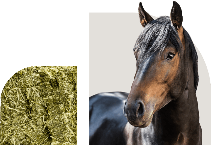 bild hoeveler sortiment pferdefutter funktions raufutter 2